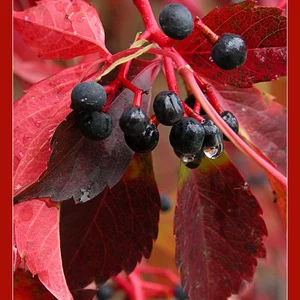 Grape,  Fall,  Autumn