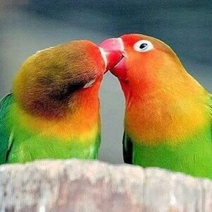 love bird picture