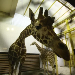 Timur Khanov's photo