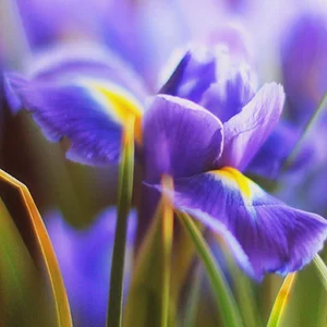 Evgeniya Ippolitova's photo