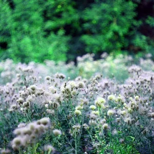 Foto von Anastasia Ledneva