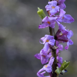 Dar'a Merkulova's photo