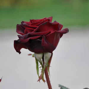 Fiodor Zakopaev's photo