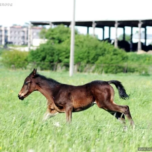 Foto von Evgenia Uganova