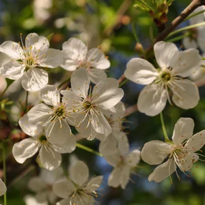Maria Khan's photo