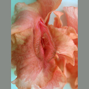 Fotoflowers Fotoflowers