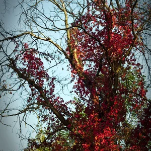 Фото NecromanT
