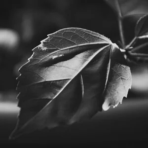 Shamil' Mahsumov's photo