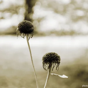 Cvetana Kovtun's photo