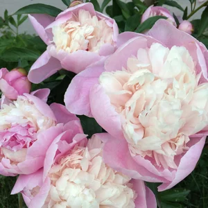 Maria Cernysova's photo