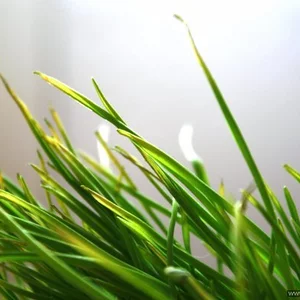 Darja Maximova's photo