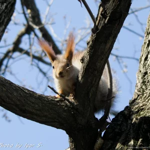 Igor' Sevrukov's photo