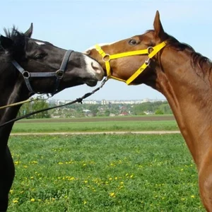 Mihail Reznikov's photo