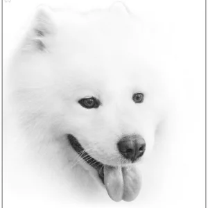 собака,  шпиц,  портрет