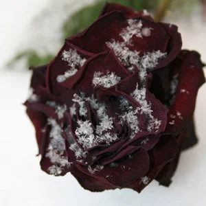 Элеонора Бородина's photo