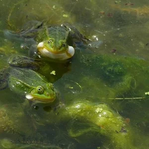 Maria Klava-Anat's photo