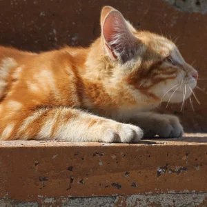 Anna Kornilova's photo