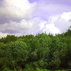 Nikolaj Veselov's photo