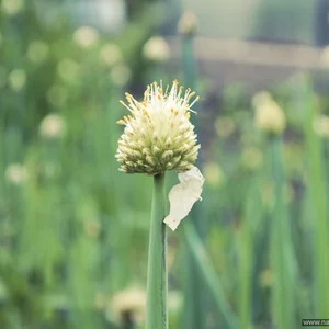 Ri Bulatova's photo