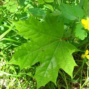 Vladislav Anisimov's photo