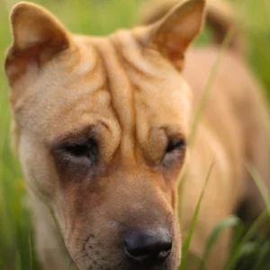 Anton Lozovoj's photo