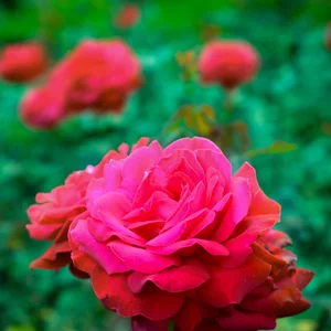 Anna Gumennaa's photo