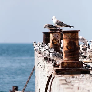 Sergey SeVer's photo