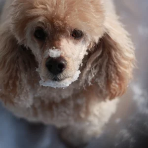 My dog