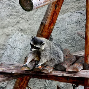 in the Moscow zoo