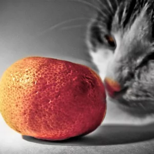 Dmitrij Gracev's photo