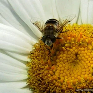 Vladimir Andreyev's photo
