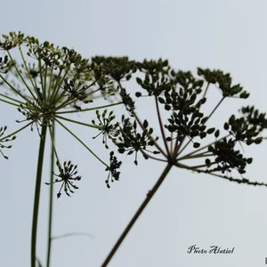 Alena Sabanova's photo