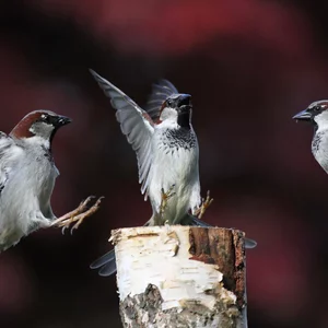 dmitrij mitin's photo