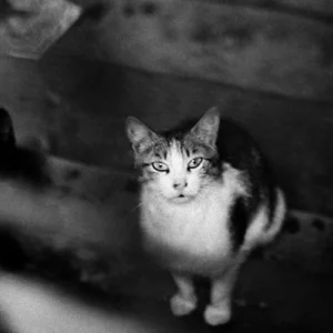 Foto Dmitrij Sinicyn
