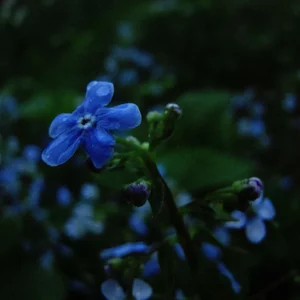 Anna Grechischkina's photo