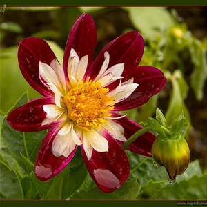 Flower,  Rain