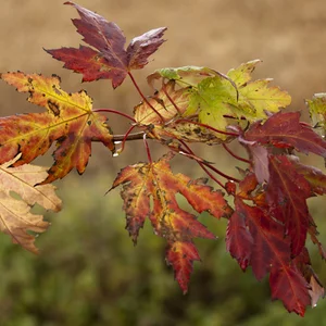 Igor Vdovin's photo
