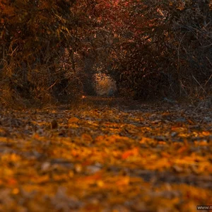 Andrej Sul'ga's photo