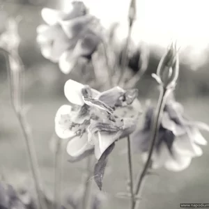 Ri Bulatova's photo