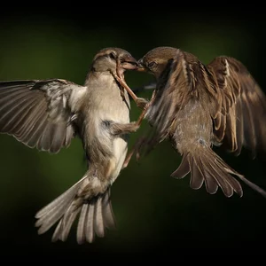 dmitrij mitin's photo