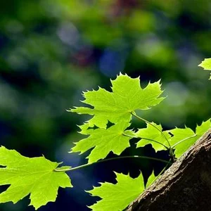 Vladimir Solov'ev's photo