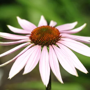 Sergey Stepanov's photo