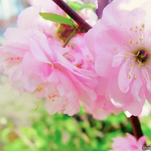 Viktoria Oshomkova's photo