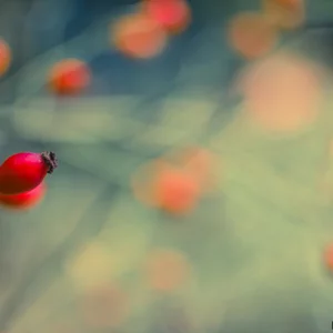 Irena Skuratovs'ka's photo