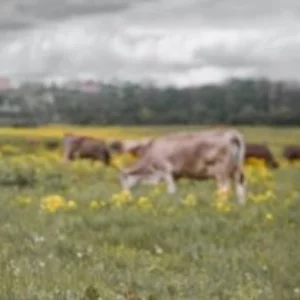 Elena Bahlina's photo