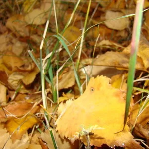 Daria Zhyvchenko's photo