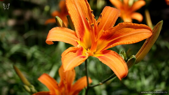 Фото Игорь Агафонов