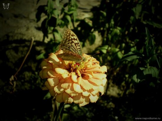 Фото Julia Tofan