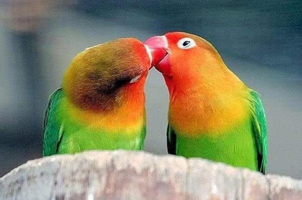 Фото love bird