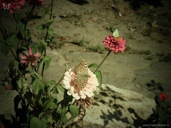 Фото Julia Tofan
